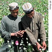 Young Afghan farmers gather poppies in their field in Zadi Dusht district of Kandahar, Afghanistan (File photo) 