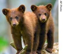 Black bear cubs 