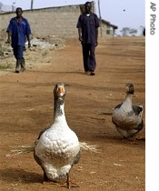 Two unidentified farm worker walk towards birds suspected of having bird flu virus inside the Sambawa farms where the Nigerian first bird flu case was noticed in Jaji 