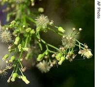 Ragweed plant
