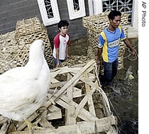 Indonesian chicken market workers walk past a stack of chicken cages at a market Tuesday Oct. 17, 2006 in Jakarta, Indonesia 