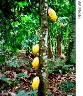 Cocoa trees in a plantation in Ghana 