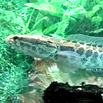 Snakehead fish can take over an ecosystem by devouring other fish species