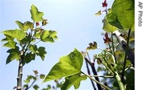 Jatropha plant to be used in the first phase of biofuel production in Senegal 
