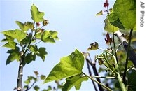 Jatropha plant to be used in the first phase of biofuel production in Senegal