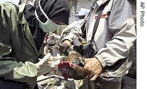 Indonesian health officials vaccinate poultry against bird flu, 17 Jan. 2007