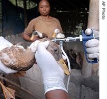 Duck farmer looks to her duck receiving vaccination from Agricultural officials and volunteers in Penati, Bali, Indonesia, 23 Jan 2007