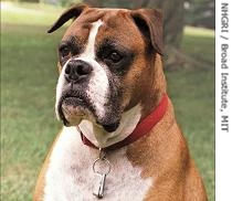 Tasha, the boxer whose DNA was mapped