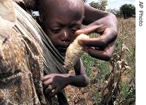 A child is carried by his mother as she harvests her maize crop early due to a food shortage caused by drought in Kampimphi, 68 kms north of Lilongwe, Malawi (file photo)