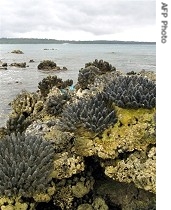 Uplifted coral on west coast of Simeulue (file Mar 2007)