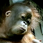 A baby orangutan