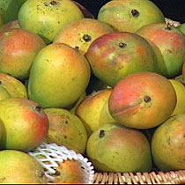Indian mangoes