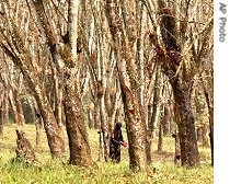 An unidentified worker inspects collected latex at the Firestone rubber plantation in Monrovia, Liberia, 22 Jan 2007