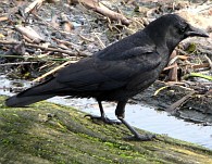 The American Crow, Corvus brachyrhynchos