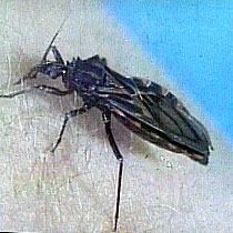 Parasite, the bug that causes Chagas disease