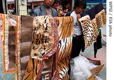 Tiger and leopard skins for sale, 2005 