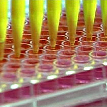 Laboratory samples being prepared during development of a bird flu vaccine