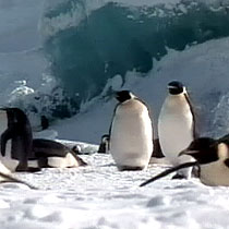 International Polar Year, penguins