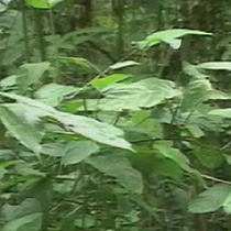 The Mabira Forest in Uganda