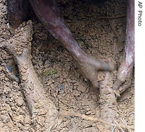Bangladeshi villagers try to rescue a body in Chittagong, southeast of Dhaka, 11 June 2007