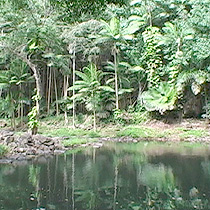   tropical botanical garden