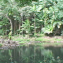 tropical botanical garden