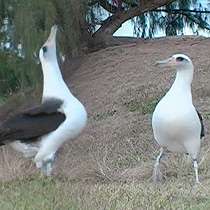 The courtship ritual of the Laysan albatross.