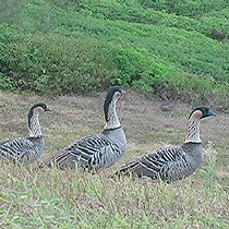 Hawaiian geese, or nene, are close to extinction at 40 animals