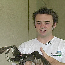 Nick Holmes, Kauai's coordinator for recovery of endangered seabirds