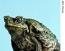 Cane toad