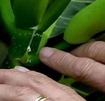 Sap from breadfruit is used used to caulk canoes