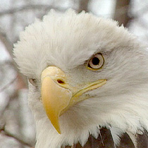 The American bald eagle