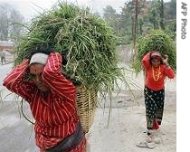 Nepalese women carry fodder on a street in Kathmandu, (File Photo)