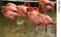 Pink flamingos (file photo)