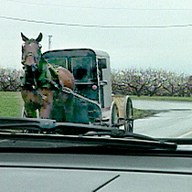 Amish Horse and Buggy as seen from the view of a car