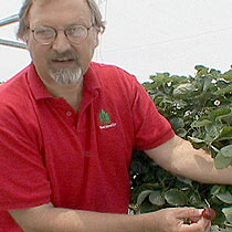 Harry Swartz picks and samples strawberries daily