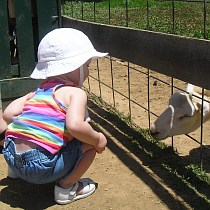 A toddler learns the word for 'goat'