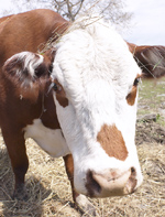 cow