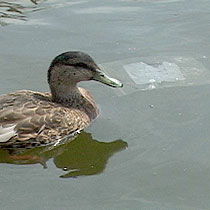 Plastic's are harmful to fish and water fowl