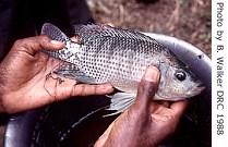 Researchers hope the Nile Tilapia fish could help cut mosquito numbers in many areas of Africa plagued by Malaria