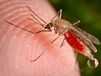 Malaria is spread by mosquitoes