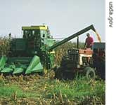 Corn harvest in Columbia, Missouri