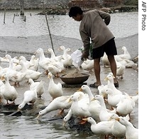A Vietnamese man feeds ducks at his private farm in Phu Xuyen district