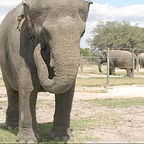 Center for Elephant Conservation