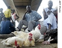Fowl vendors wait for buyers in a fowl market in Lagos, Nigeria, 06 February 2007