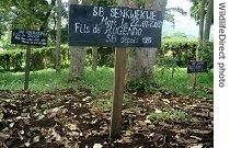 Graves of gorillas recently killed in Democratic Republic of Congo