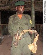 Remains of a rare gorilla killed at Virunga National Park, August 2007