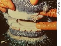 A Ruptured oral vesicle in a cow with foot-and-mouth disease