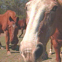 Many of the horses were rescued from abusive situations