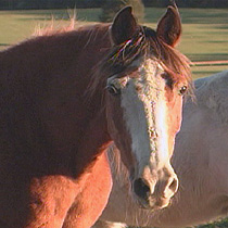 The Mill Creek Farm often has more than 100 horses in its care